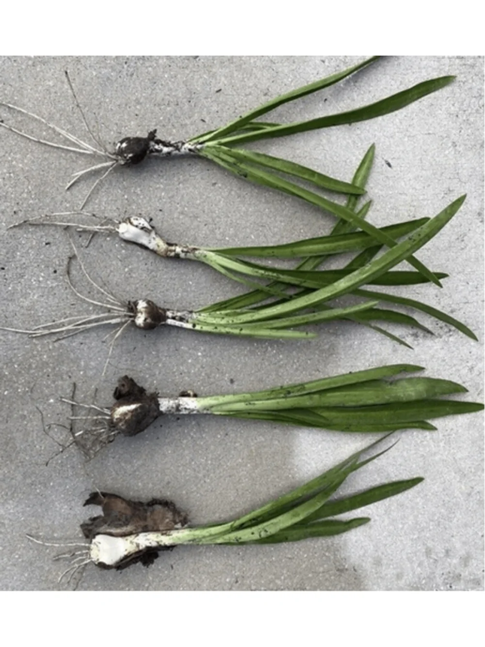 50 Bulbs NO Foliage BEACH SPIDER LILY BULBS (Hymenocallis Littoralis) POLLINATOR